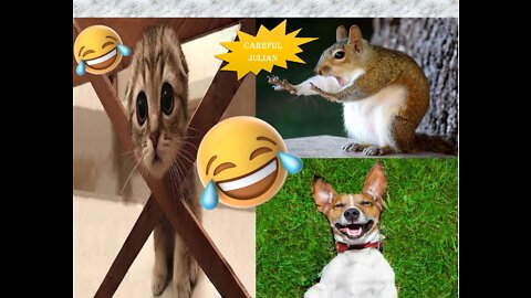 ADORABLE FUNNY ANIMALS :):):)