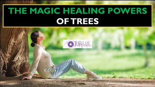 THE AMAZING HEALING POWERS OF TREES | True Pathfinder