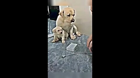 Dog_Mama_Protect_her_baby