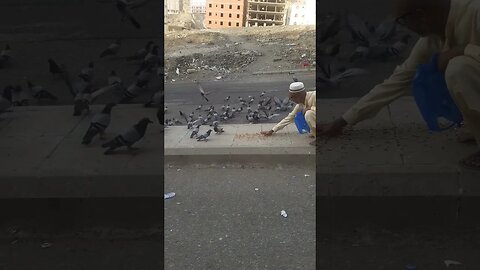 Pyaray Makkah ky Pyaray Kaboter, MashAllah: Dana khatay hoay | Pigeons of Makkah | Nice Evening