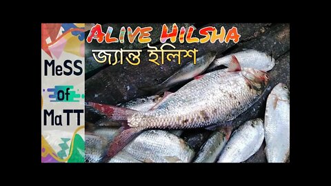 Live Hilsa/জ্যান্ত ইলিশ/Fish of Riverland