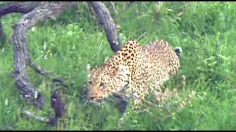 Incredible Moment As Leopard Stalks and Catches Impala
