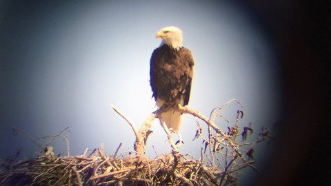 Bald eaglet in danger