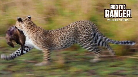 Leopard With Mongoose Meals | Lalashe Maasai Mara Safari