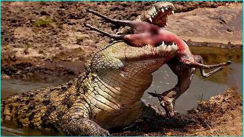 Brutal Moments Crocodiles Destroy Their Prey Caught On Camera