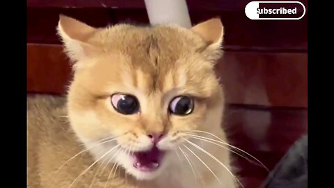 cute funny cat meow original amazing sound🤣