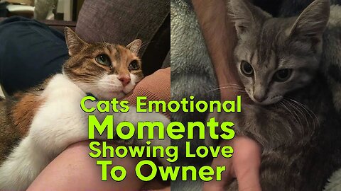 Cats Emotional Moments showing love to Owner Ever | Petcee