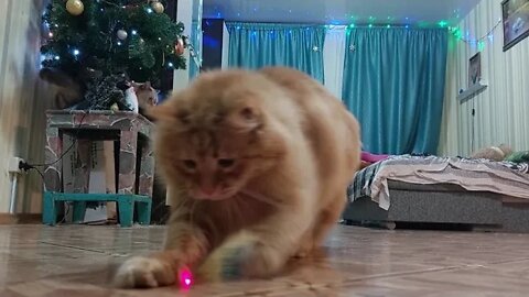 Cats vs Laser Pointers | Funny Cats playing with Laser Flash Light