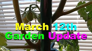 No. 965 – Indoor Garden Update March 12th