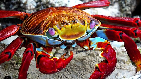 Vividly colored Sally Lightfoot Crab stops to eat lunch in the mangroves