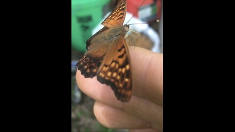 Northern Kentucky Project: Wildlife Encounters - Tawny Emperor Butterfly