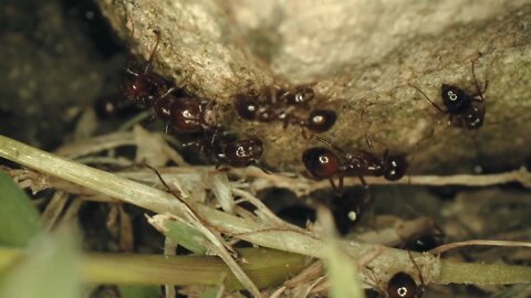 Ants working hard