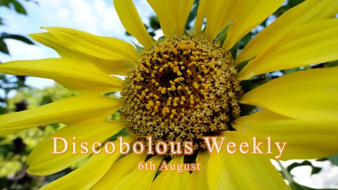 Discobolous Weekly - 6th August - 2022