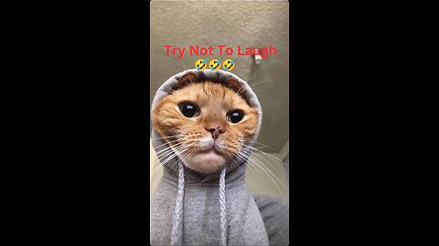 Funny cats try not to lough