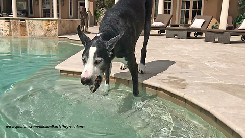 Great Dane Enjoys Relaxing Pool Side with a Drink