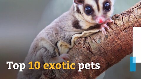 Top 10 exotic pets