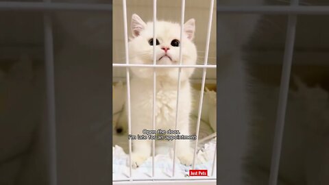 Shouldn’t be in a cage 😢 #cute #tiktok #cat
