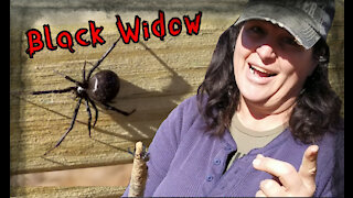 The Black widow