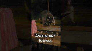 Late night visitor