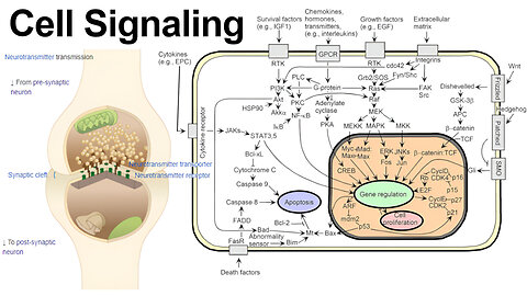 Cell Communication via Autocrine, Paracrine, Juxtacrine, and Hormone Signaling