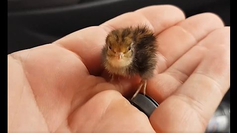 This tiny baby quail is the most adorable thing you'll see all day 😍