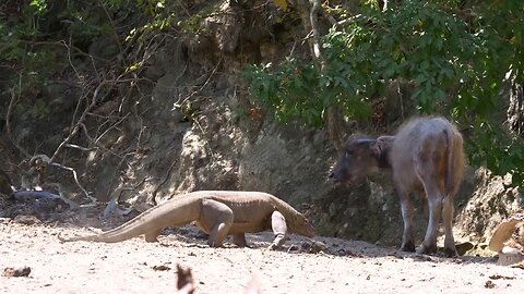 Komodo dragon Attack 🐃
