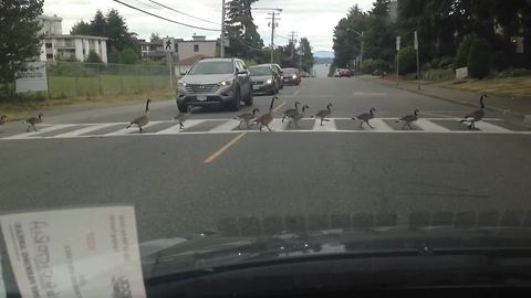 Geese Family Knows Street Rules Very Well As They Successfully Cross Road