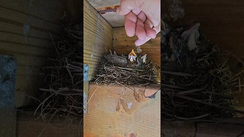 Baby Robin's #animals #nature #animal #wildlife #love #pets #cute #photography #pet #dog #viral