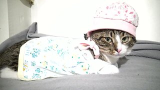 Kitten Rudolph Spends the New Year in the Pajamas