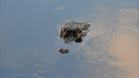 Young Alligator Submerges