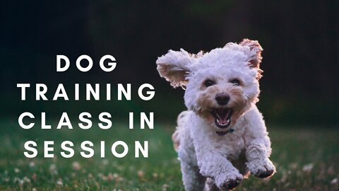 Dog Training 101_ How to Train ANY DOG the Basics.mp4