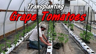 Hydroponic Farming | Grape Tomato Transplant Day | New Water Line | Wishwell Farms Vlog 6
