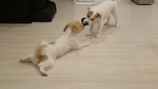 Jack Russell plays tug-of-war from comfort of dog bed