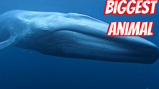 The Largest Animal Alive Today
