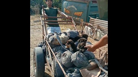 three dog puppies driving😁😁