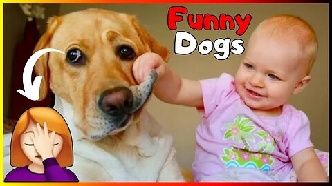 Funny Dogs & Cute Puppies 🐶 Hilarious Canines - Dog Memes - Silly Pets #4
