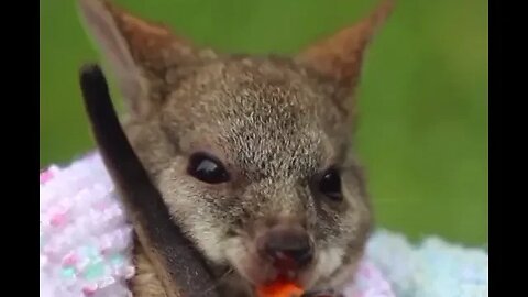 Baby kangaroo.
