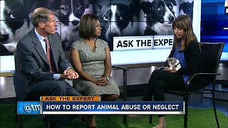 Ask the Expert: How to report animal abuse or neglect