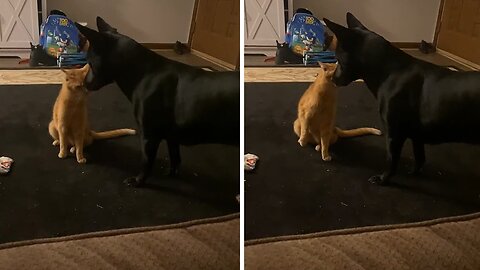 Cat Has Epic Takedown Of Much Bigger Doggy