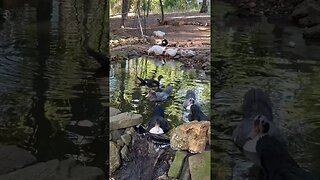 Peaceful ducks in our pond