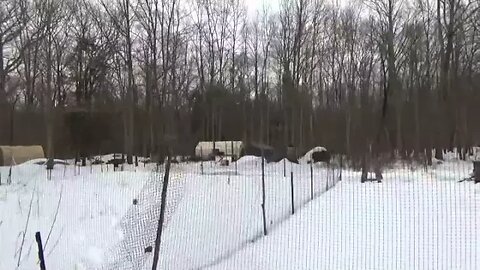 Harvesting Maple Sap & Free Wood So Tiny House Construction Resumes