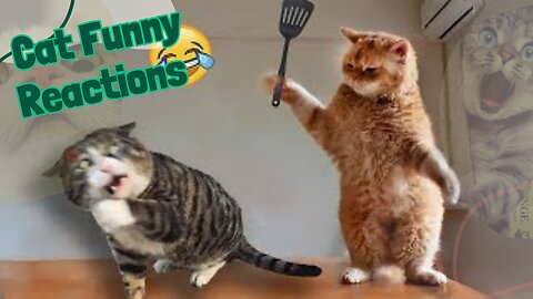 Trending cat funny vedios | cat vedios | cat funny moments 2023