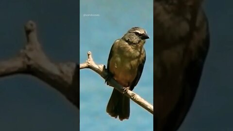 Trica Ferro Pantaneiro (Bluish Gray Saltator)