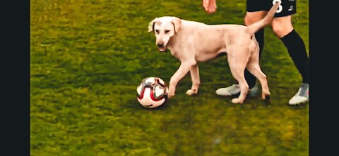 How a dog brought a football match to halt | So adorable
