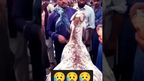Emotional Bakra eid video ll Qurbaniwalabakra ll rone wala bakra