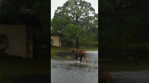 Clara doesn't care about #hurricaneian #horse #horselovers