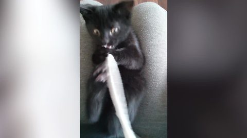 "25 Funny Cats That Love Playing with String"