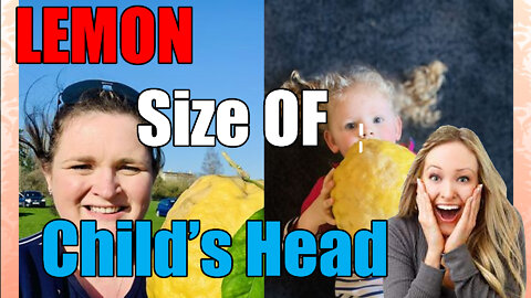 Mum finds biggest ever lemon which is nine inches long and 'bigger than babys head