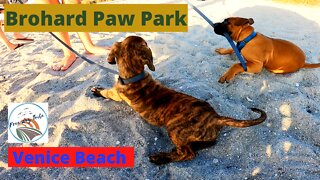 An Awesome Dog Beach in Florida