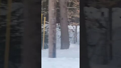 Logging brings all the deer to the yard